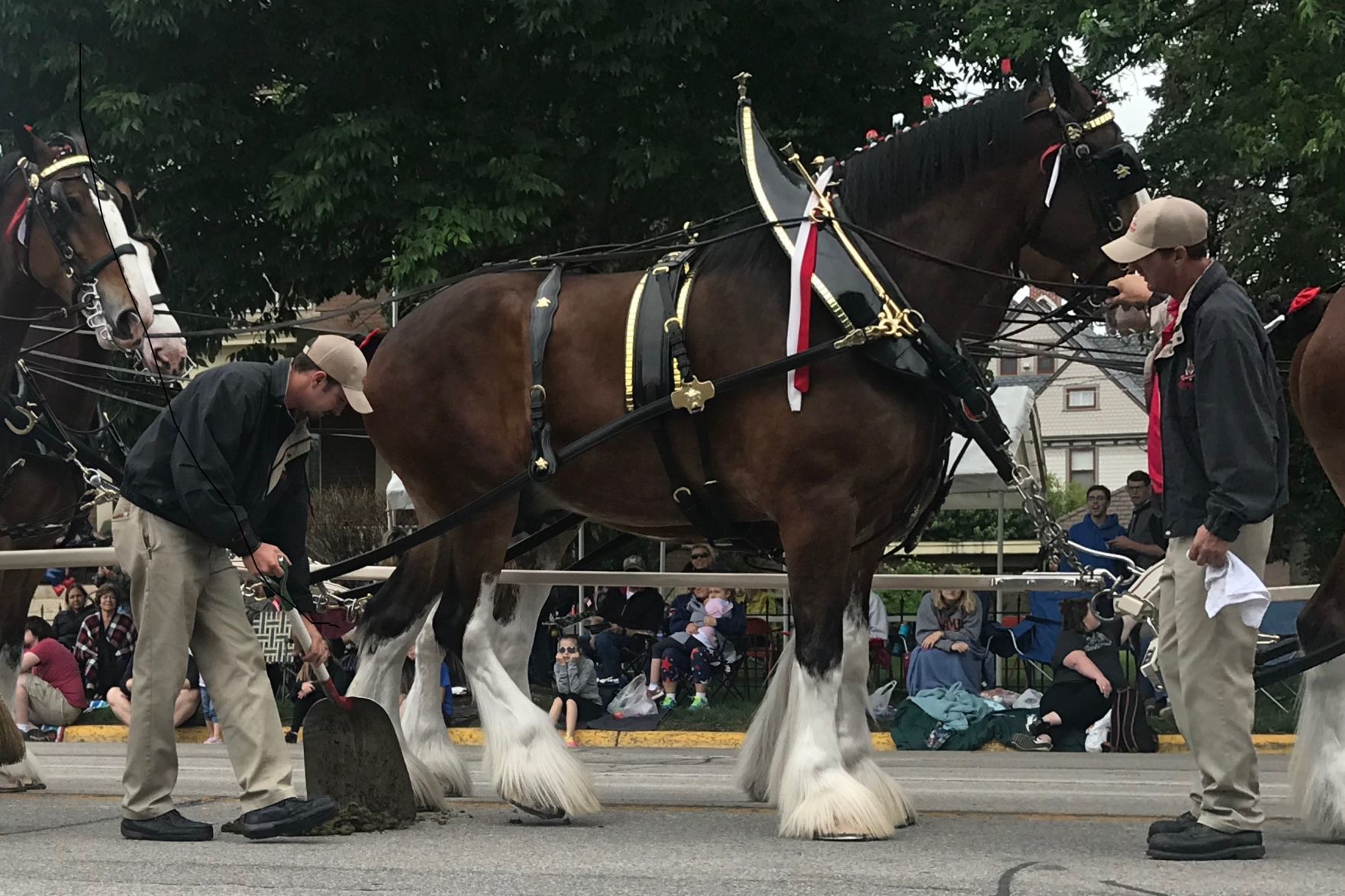 Budweiser Clydesdales